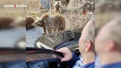 Erzurumlu esnaf ayılarla konuştu, o anlar herkesi güldürdü