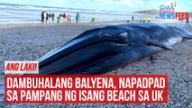 Dambuhalang balyena, napadpad sa pampang ng isang beach sa UK | GMA Integrated Newsfeed