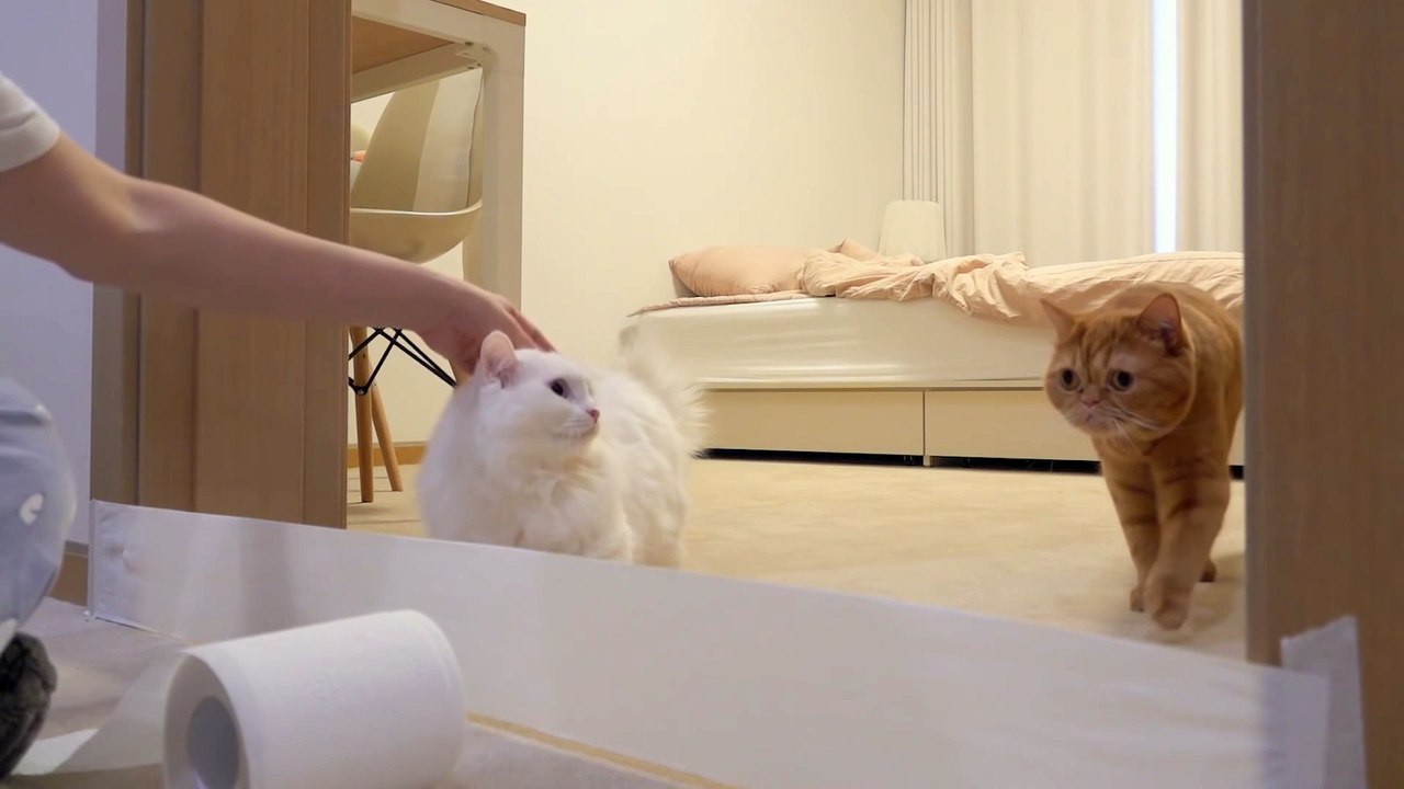 Cats vs Visible Wall Kittisaurus video Dailymotion