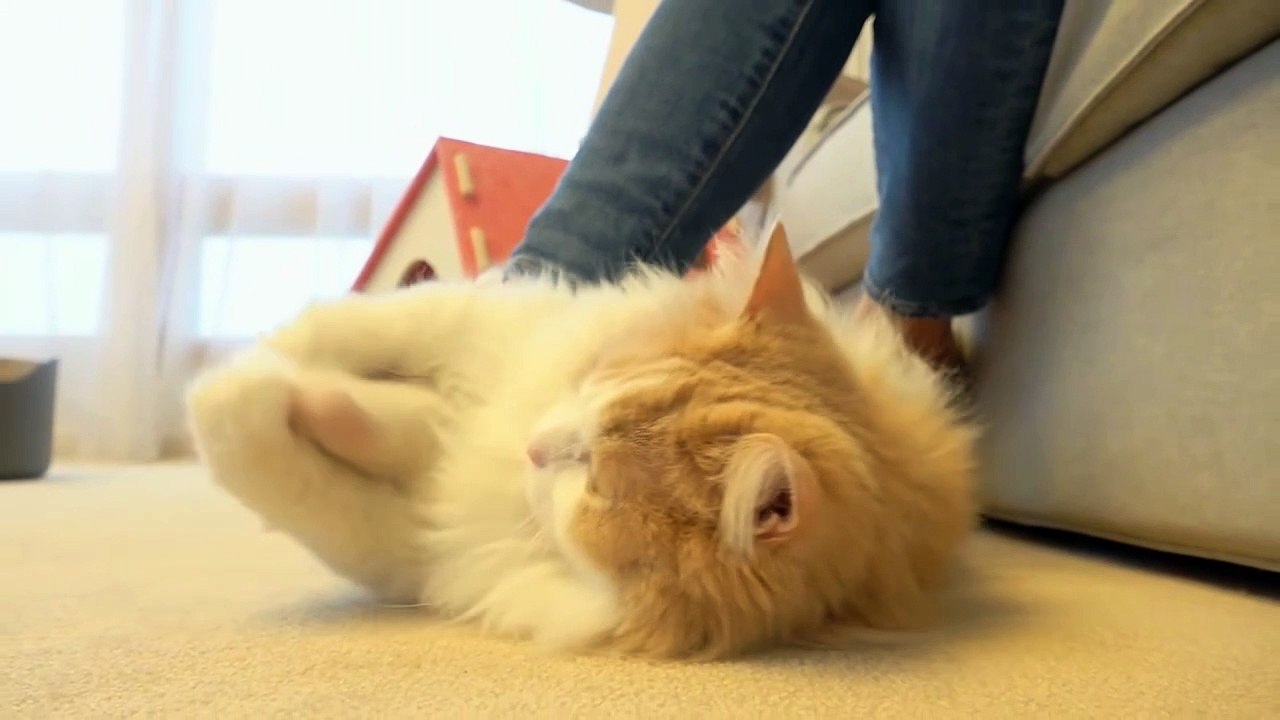 Cats vs Foot | Kittisaurus