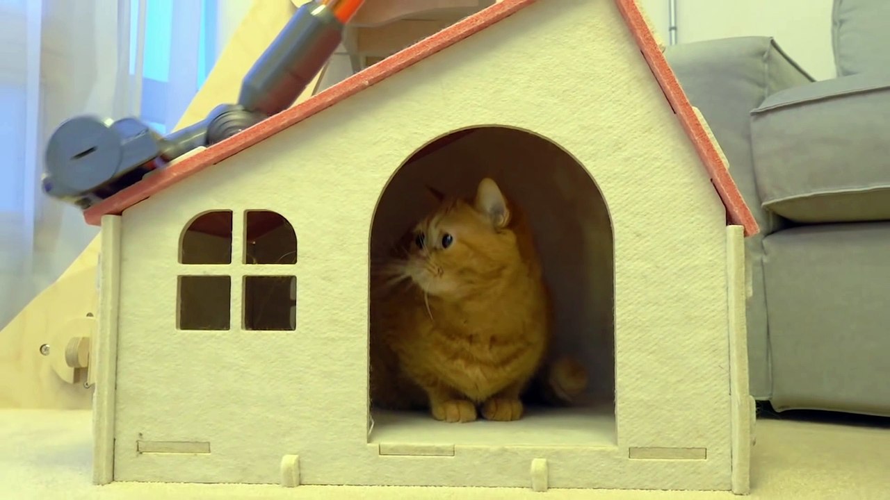 Cats vs Vacuum | Kittisaurus