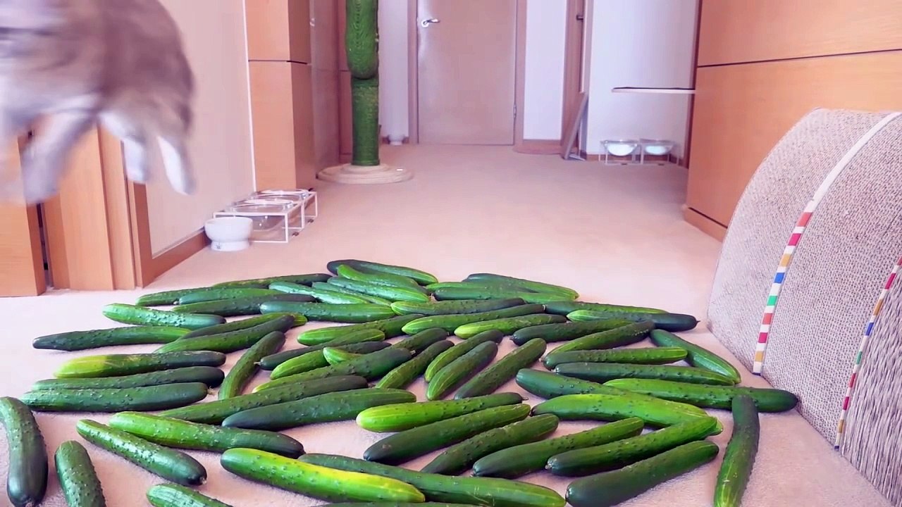 Cats vs Cucumber | Kittisaurus