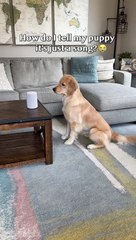 Cadela ouve tema de Bonnie Tyler e cumpre \'ordens\' da cantora