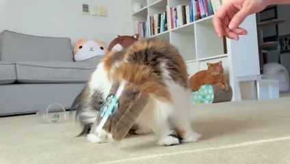 Cats vs Treat Cup | Kittisaurus