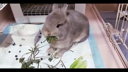 Zuzu Sweet - This Is The Flirting Taxi