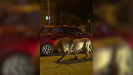 Un león campa a sus anchas por la calle tras escaparse de un circo