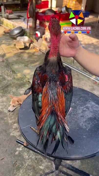 Ô NHẤT BỘ ĐĂNG THIÊN