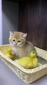 The life of ducklings and cute cats. Very interesting