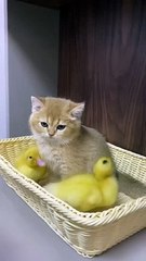 The life of ducklings and cute cats. Very interesting