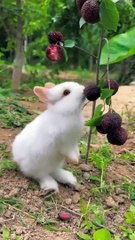 Affectionate  and cute little animals. A  beautiful moment #2560 - #shorts