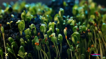 The Great Erection Deception: The Stiff Nights Story | movie | 2023 | Official Trailer