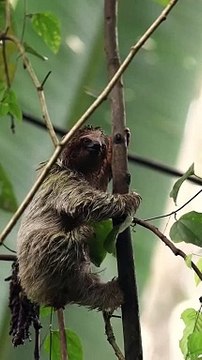 From the Pidurangala cliff there is a magnificent view of the most famous rock of Sri Lanka - Sigiriya.