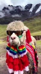 Look at these stylish guys.