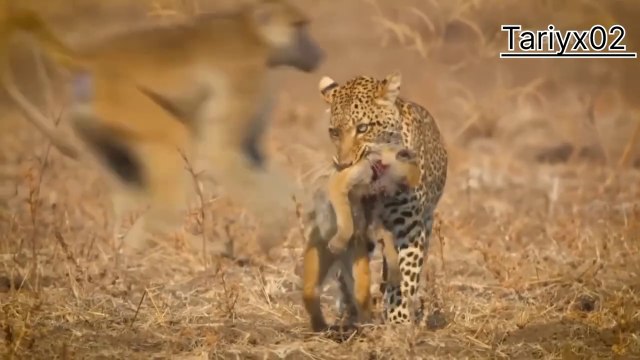 Leopard, wild animals,no comments, Liopard ańda, Haywanat dúnyasi, Komentariyasiz