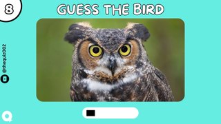 Guess The Birds Quiz | Bird Quiz