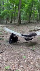 Two Bears Discover a Hammock