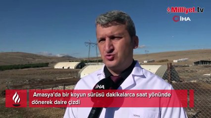 Koyun sürüsü durmadan döndü, Çin’deki görüntüler akıllara geldi