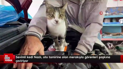 Sevimli kedi Nazlı, oto tamirine olan merakıyla görenleri şaşkına çeviriyor
