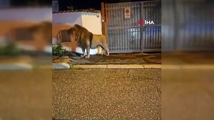 İtalya'nın Başkenti Roma'da Sokakta Gezen Aslan Yakalandı