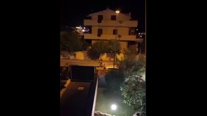 Başkentte aslan paniği: Sokakta başıboş görüntülendi