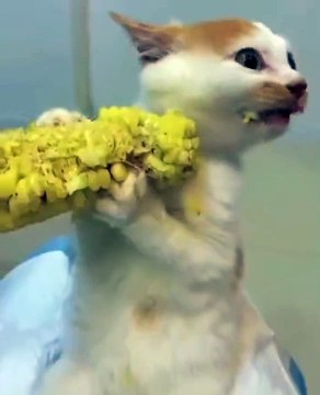 Ce chaton adore les épis de maïs... miam miam