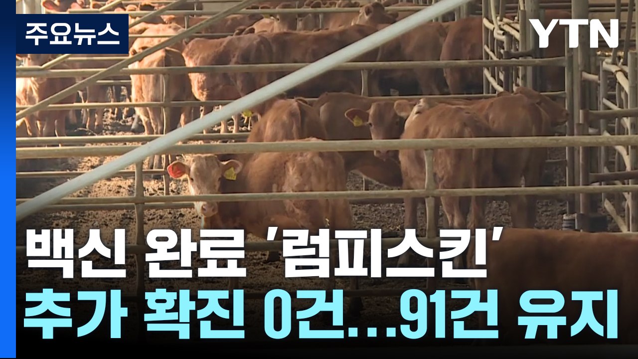 백신 완료 '럼피스킨' 추가 신고 0건...앞으로 2~3주 고비 / YTN