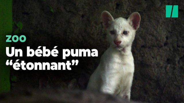 Les visiteurs de ce zoo découvrent ce bébé puma après une naissance sans précédent