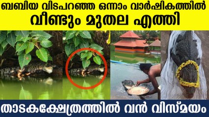 അനന്തപുരം തടാക ക്ഷേത്രത്തില്‍ വന്‍ വിസ്മയം; ബബിയ്ക്ക് പകരം മറ്റൊരു മുതല എത്തി