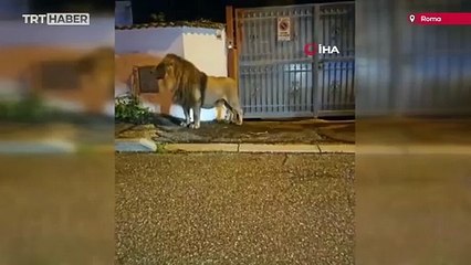 Sirkten kaçan aslan İtalya sokaklarında gezintiye çıktı