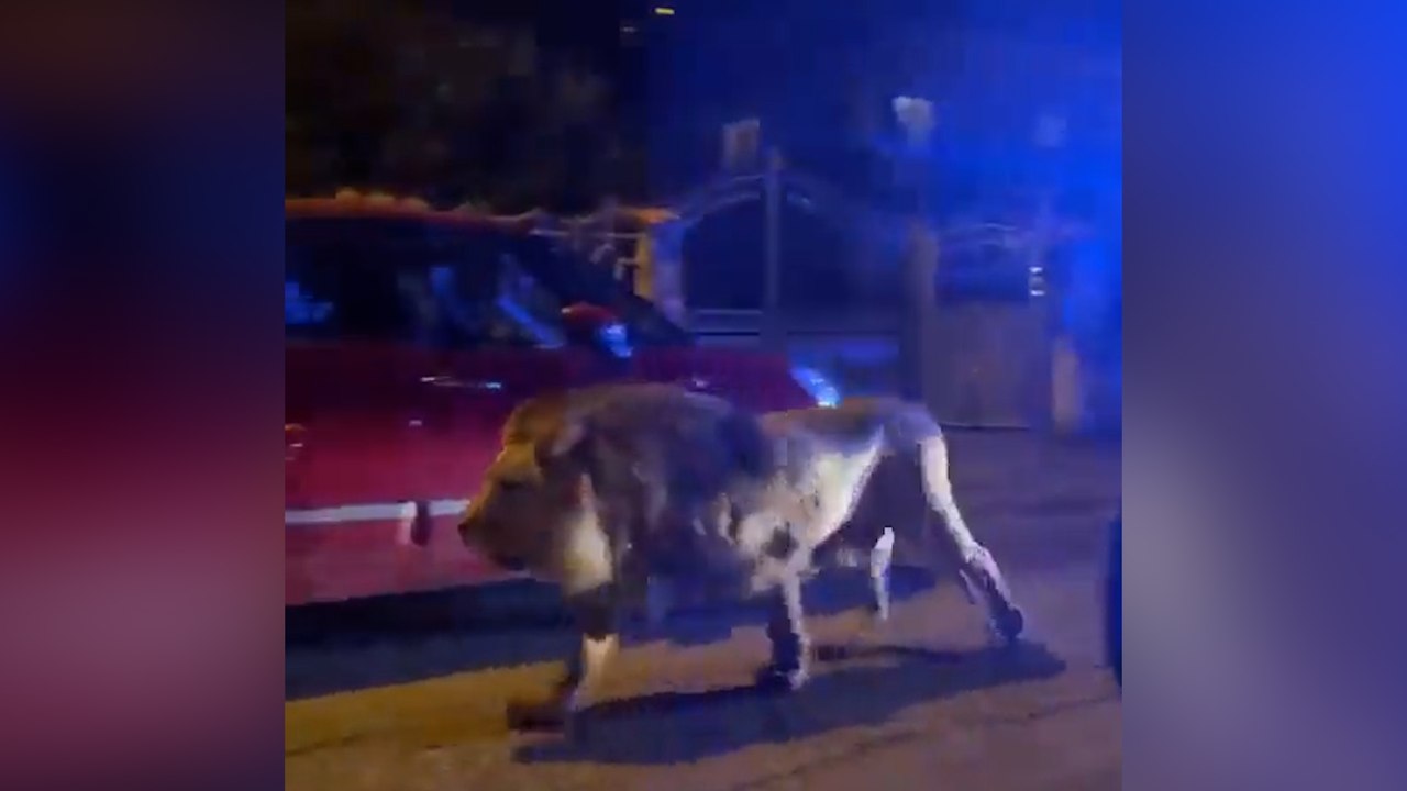 Italie : un lion s'échappe d’un cirque près de Rome et déambule en pleine rue pendant 5 heures