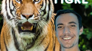 Le tigre et ses rayures 