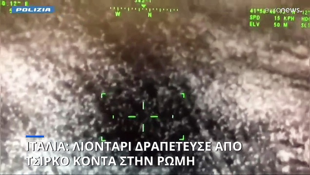 Ιταλία: Λιοντάρι δραπέτευσε από τσίρκο κοντά στ...