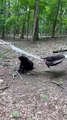 Two Bears Discover a Hammock