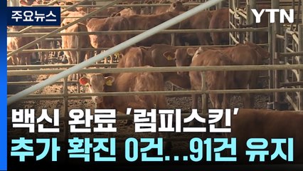 백신 완료 '럼피스킨' 추가 신고 '0'건...앞으로 2~3주 고비 / YTN