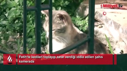 Fatih’te korkunç olay! 'Hayvan sever gibi değil kurban seçer gibi seviyordu'
