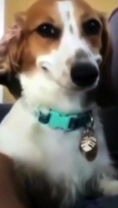 sus dog meme