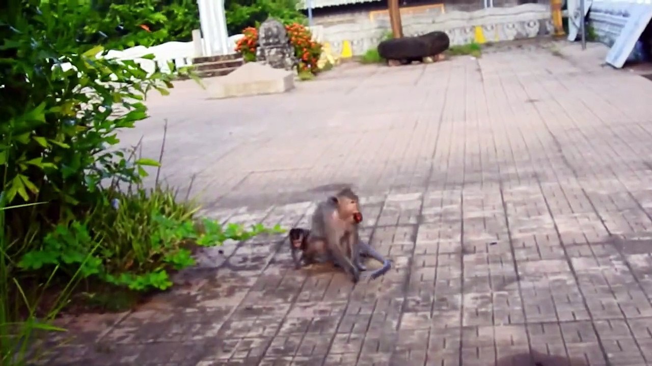 Awesome, Adorable Monkey Drinking Milk with  Funny Action