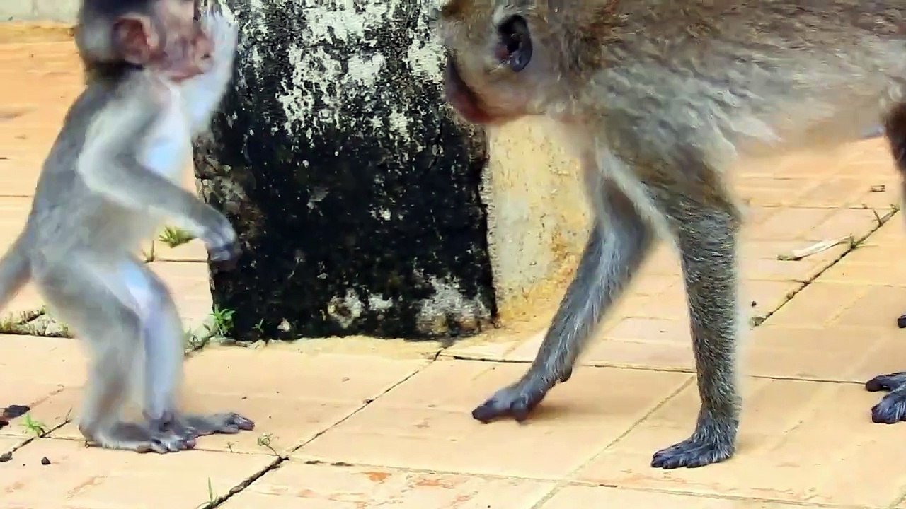 Awesome, Tiny Bella Monkey L-O-V-E Brother Bean So Much Always Stay With Him