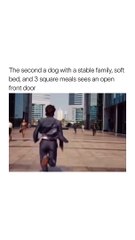 Why My Dog Is the Best Companion Every Single Day 🐶