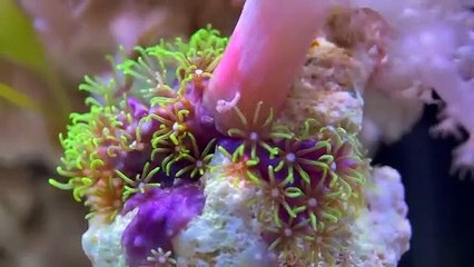 La construction d'une tranche de l'océan, la construction d'un aquarium Nano Reef