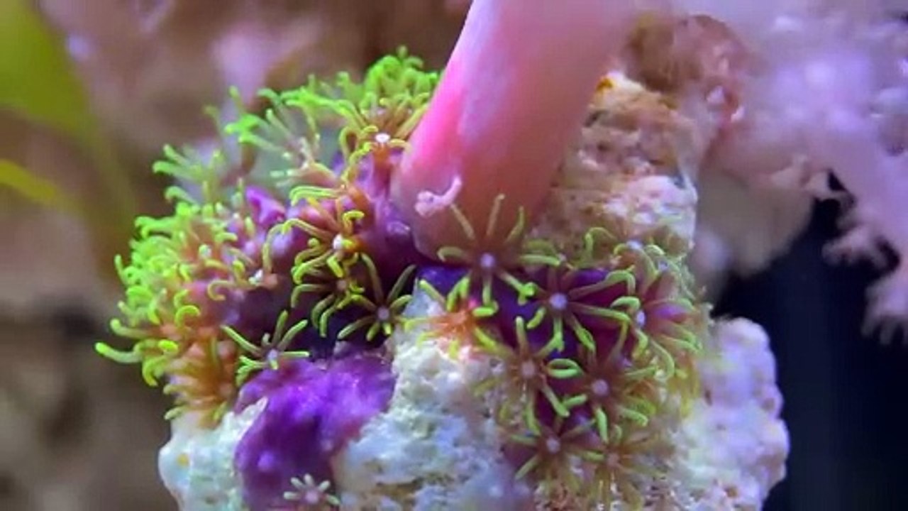 La construction d'une tranche de l'océan, la construction d'un aquarium Nano Reef
