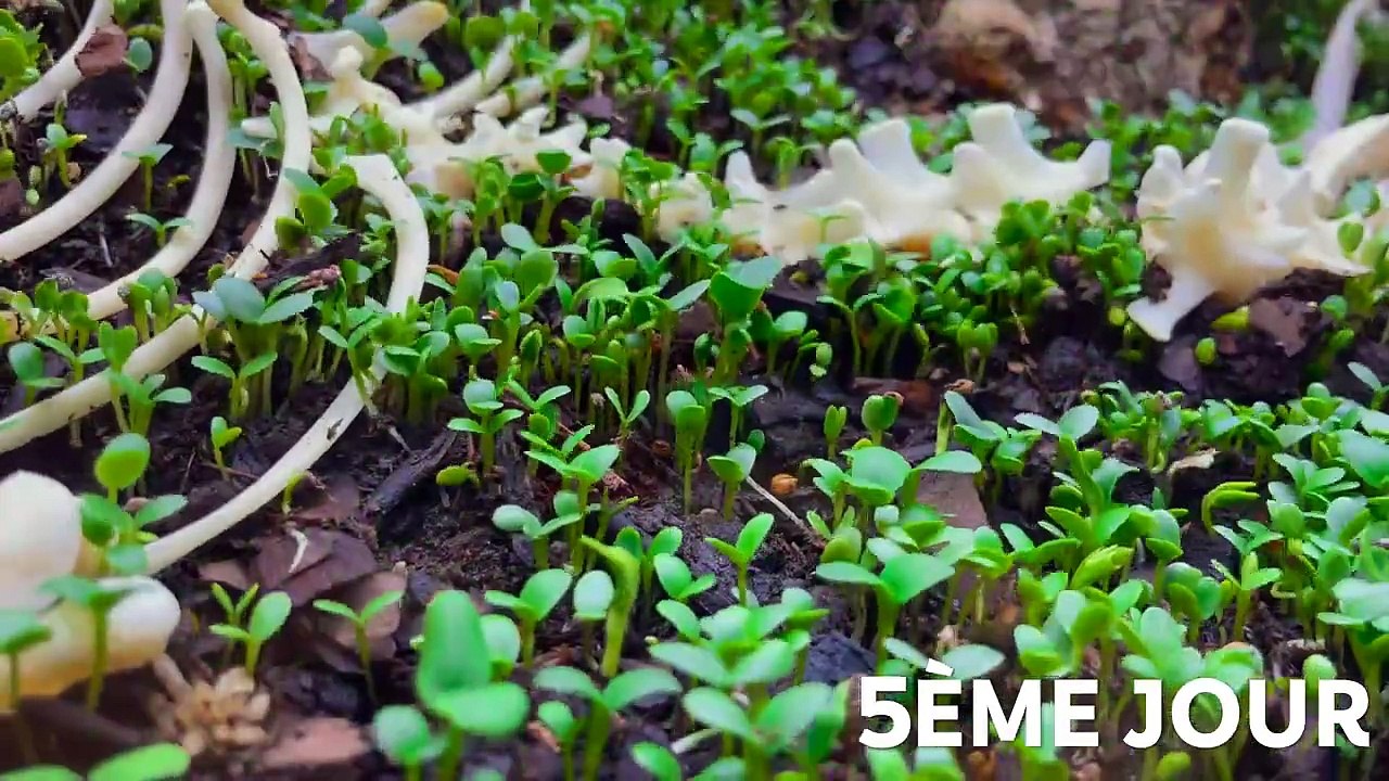 Simuler une forêt pendant 100 jours