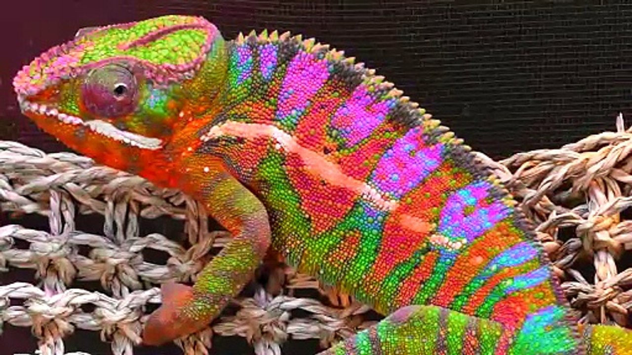 Quand un Caméléon Vous Fait Confiance