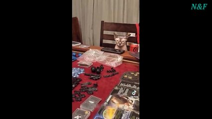 Funniest Cats Videos, The Siliest, Cutest And Funniest Cats 55