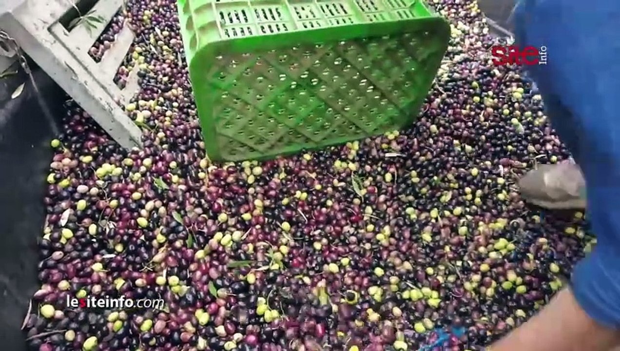 بلغ ثمنه 100 درهم للتر الواحد.. انطلاق عملية إنتاج زيت الزيتون بالقصيبة نواحي بني ملال