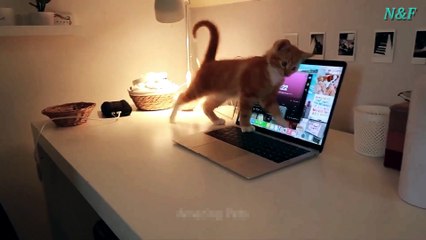Funniest Cats Videos, The Siliest, Cutest And Funniest Cats 56