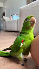 Parrot Adapts To Prosthetics