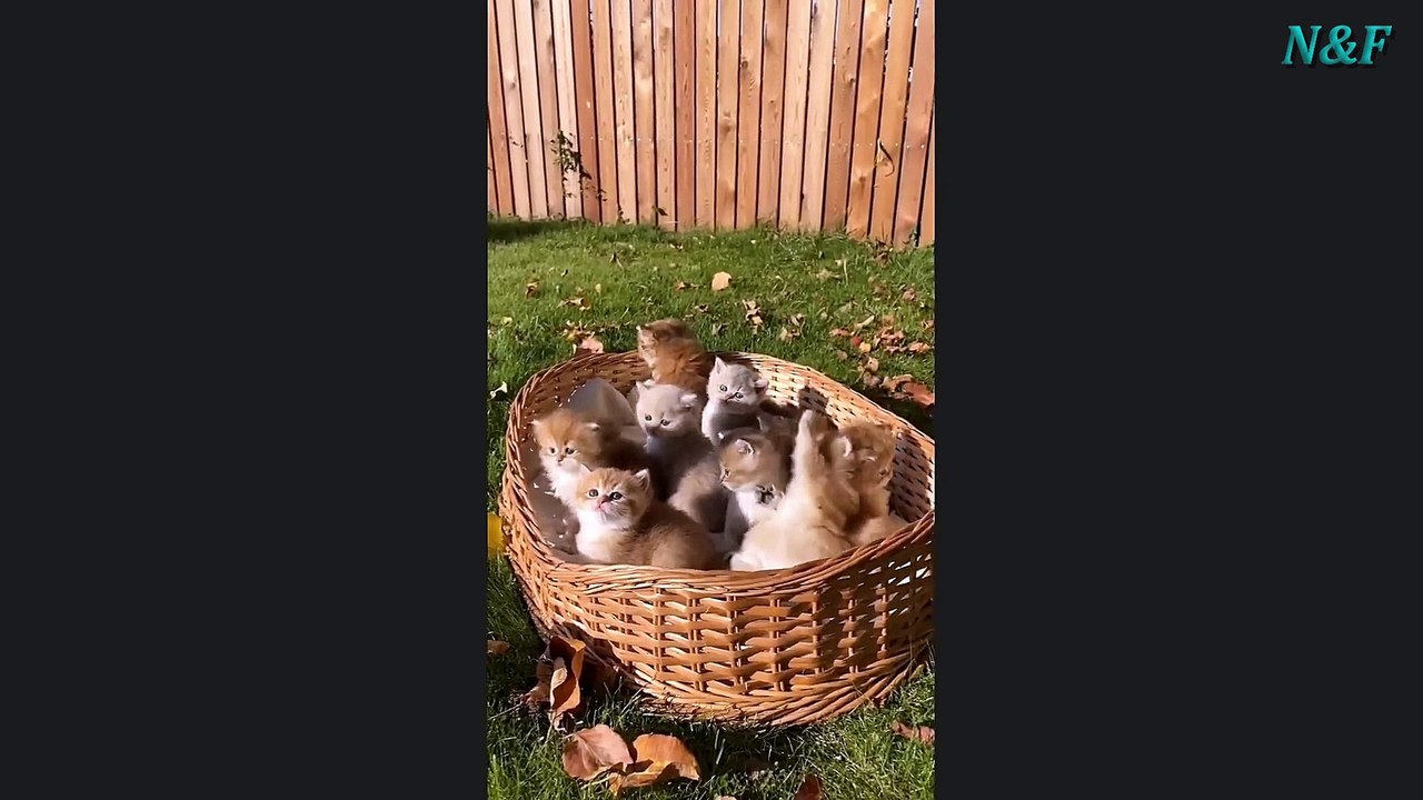 Funniest Cats Videos, The Siliest, Cutest And Funniest Cats 58