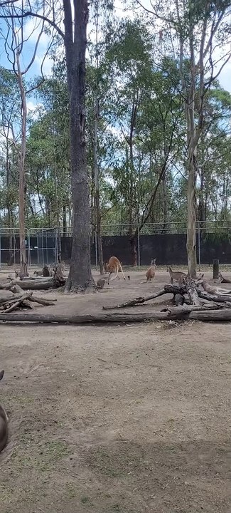Terrifying Wallaby Makes An Appearance