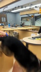 This Dog Is Very Ready To Go Home